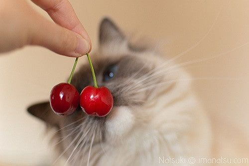 Can Cats Eat Cherries