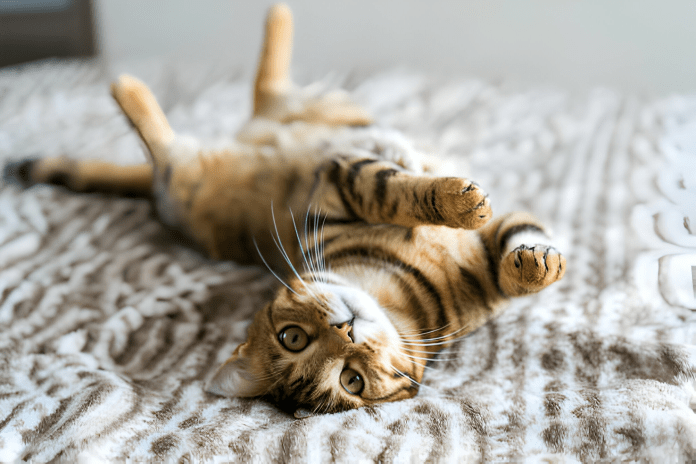 The Ultimate Guide to Indoor Cat Care