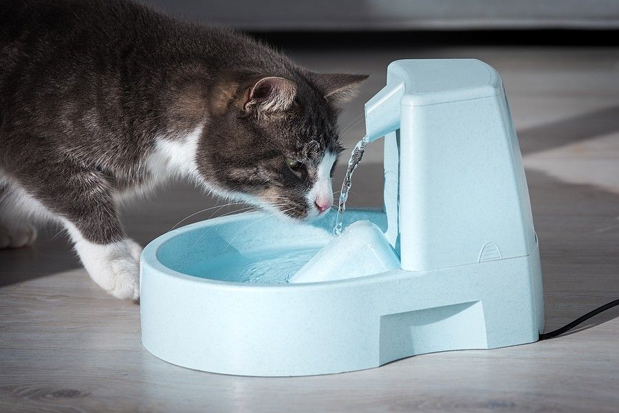 bigstock Domestic Cat Drinks Water From 401173676