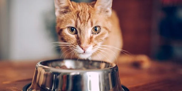 Cat Water Bowl