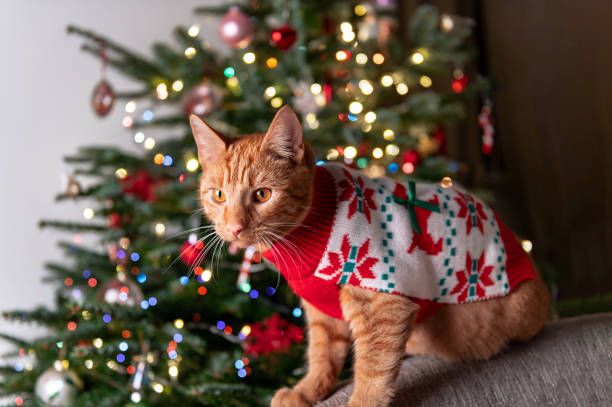xmas sweaters for cats, cat xmas sweater, Ugly Christmas Sweater