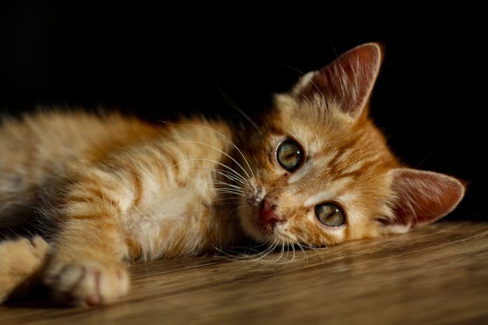 What to Know When Buying a Kitten